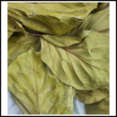 Double Leaves.mov