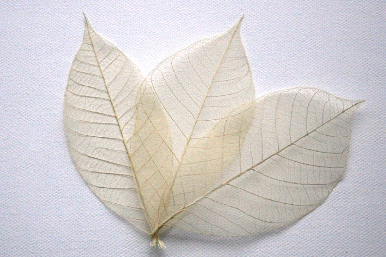 Leaves