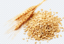 wheat_png